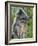 Silvered Langur Female Suckling Baby in Tree, Bako National Park, Sarawak, Borneo-Tony Heald-Framed Photographic Print