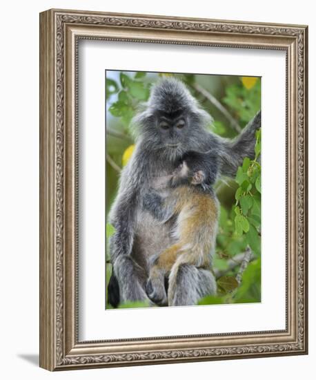 Silvered Langur Female Suckling Baby in Tree, Bako National Park, Sarawak, Borneo-Tony Heald-Framed Photographic Print