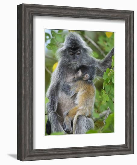 Silvered Langur Female Suckling Baby in Tree, Bako National Park, Sarawak, Borneo-Tony Heald-Framed Photographic Print