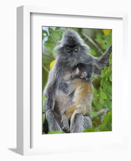 Silvered Langur Female Suckling Baby in Tree, Bako National Park, Sarawak, Borneo-Tony Heald-Framed Photographic Print