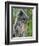 Silvered Langur Female Suckling Baby in Tree, Bako National Park, Sarawak, Borneo-Tony Heald-Framed Photographic Print