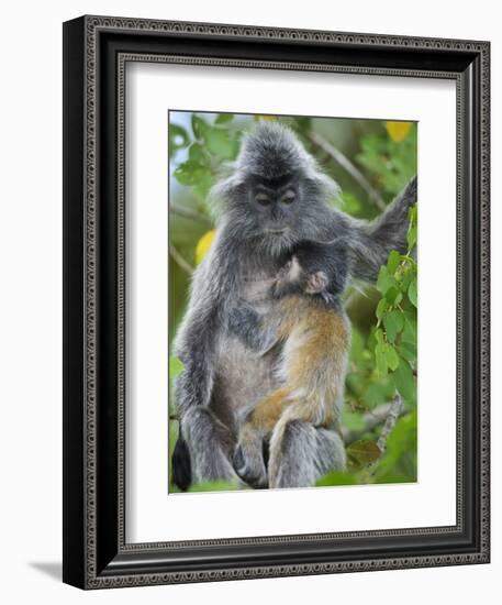 Silvered Langur Female Suckling Baby in Tree, Bako National Park, Sarawak, Borneo-Tony Heald-Framed Photographic Print