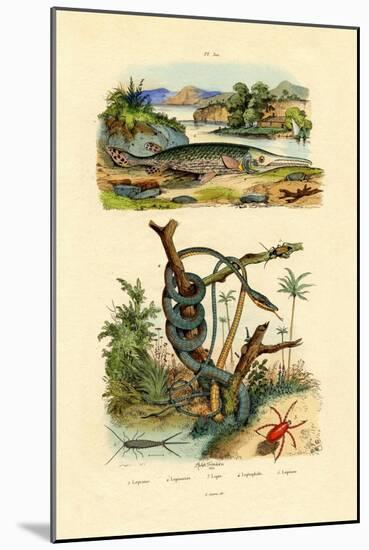 Silverfish, 1833-39-null-Mounted Giclee Print