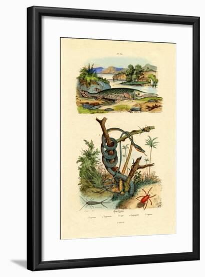 Silverfish, 1833-39-null-Framed Giclee Print