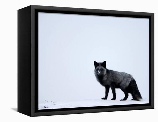 Silverfox (Red Fox) (Vulpes Vulpes), Churchill, Hudson Bay, Manitoba, Canada-Thorsten Milse-Framed Premier Image Canvas