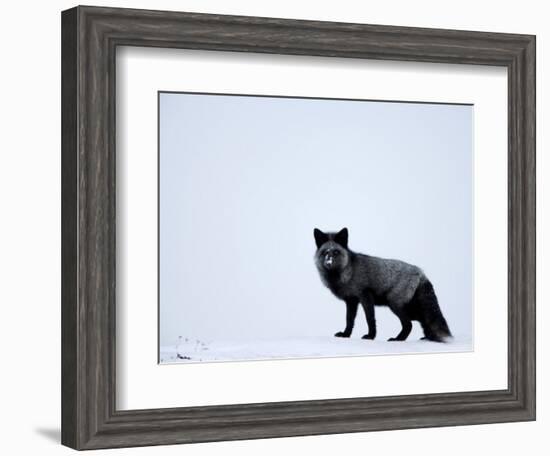 Silverfox (Red Fox) (Vulpes Vulpes), Churchill, Hudson Bay, Manitoba, Canada-Thorsten Milse-Framed Photographic Print