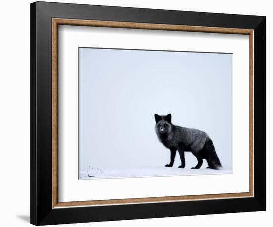 Silverfox (Red Fox) (Vulpes Vulpes), Churchill, Hudson Bay, Manitoba, Canada-Thorsten Milse-Framed Photographic Print