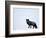 Silverfox (Red Fox) (Vulpes Vulpes), Churchill, Hudson Bay, Manitoba, Canada-Thorsten Milse-Framed Photographic Print