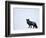 Silverfox (Red Fox) (Vulpes Vulpes), Churchill, Hudson Bay, Manitoba, Canada-Thorsten Milse-Framed Photographic Print