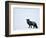 Silverfox (Red Fox) (Vulpes Vulpes), Churchill, Hudson Bay, Manitoba, Canada-Thorsten Milse-Framed Photographic Print