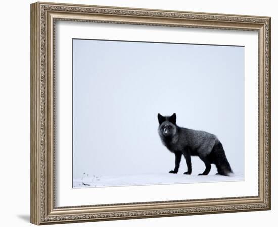 Silverfox (Red Fox) (Vulpes Vulpes), Churchill, Hudson Bay, Manitoba, Canada-Thorsten Milse-Framed Photographic Print