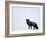 Silverfox (Red Fox) (Vulpes Vulpes), Churchill, Hudson Bay, Manitoba, Canada-Thorsten Milse-Framed Photographic Print