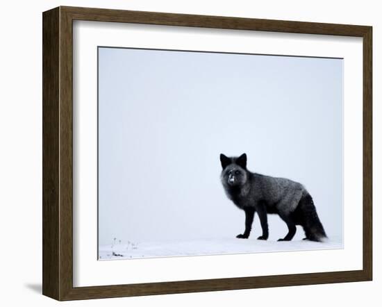 Silverfox (Red Fox) (Vulpes Vulpes), Churchill, Hudson Bay, Manitoba, Canada-Thorsten Milse-Framed Photographic Print