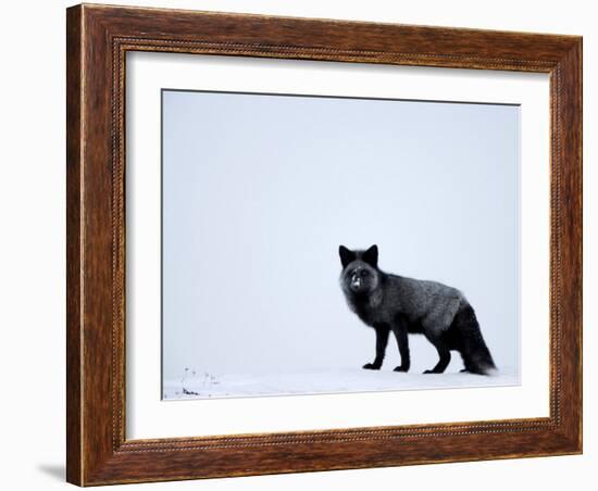 Silverfox (Red Fox) (Vulpes Vulpes), Churchill, Hudson Bay, Manitoba, Canada-Thorsten Milse-Framed Photographic Print