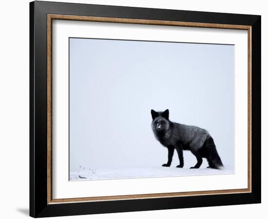 Silverfox (Red Fox) (Vulpes Vulpes), Churchill, Hudson Bay, Manitoba, Canada-Thorsten Milse-Framed Photographic Print