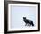 Silverfox (Red Fox) (Vulpes Vulpes), Churchill, Hudson Bay, Manitoba, Canada-Thorsten Milse-Framed Photographic Print