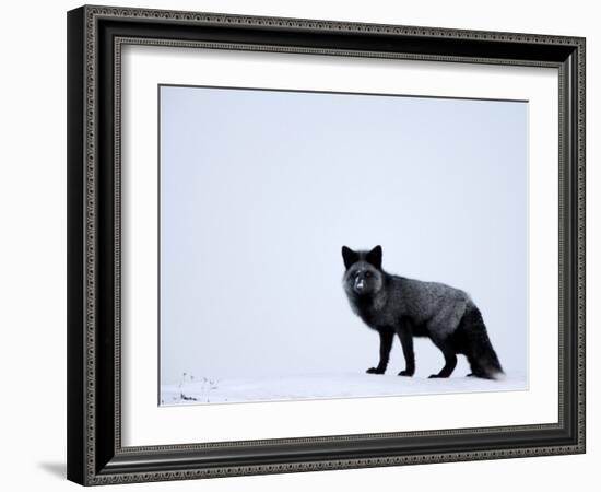 Silverfox (Red Fox) (Vulpes Vulpes), Churchill, Hudson Bay, Manitoba, Canada-Thorsten Milse-Framed Photographic Print