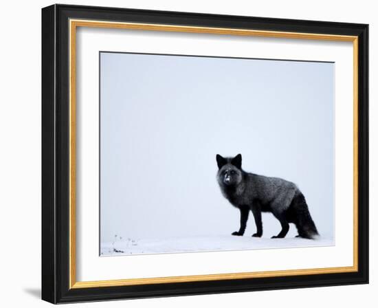 Silverfox (Red Fox) (Vulpes Vulpes), Churchill, Hudson Bay, Manitoba, Canada-Thorsten Milse-Framed Photographic Print