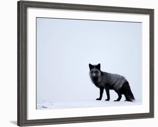 Silverfox (Red Fox) (Vulpes Vulpes), Churchill, Hudson Bay, Manitoba, Canada-Thorsten Milse-Framed Photographic Print