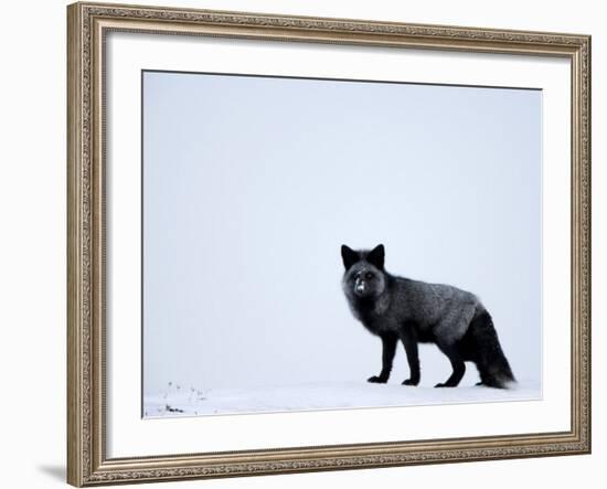 Silverfox (Red Fox) (Vulpes Vulpes), Churchill, Hudson Bay, Manitoba, Canada-Thorsten Milse-Framed Photographic Print