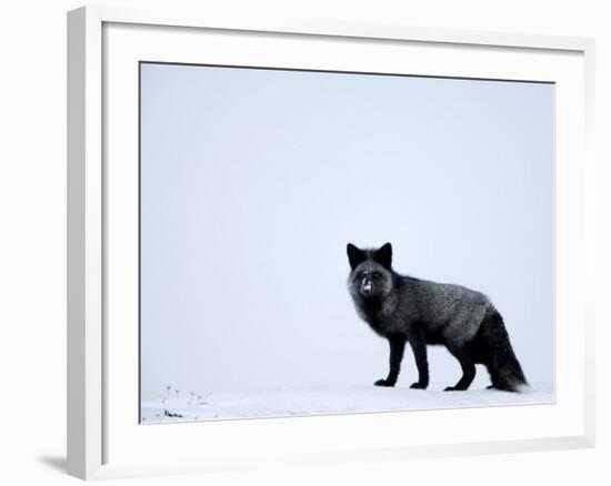 Silverfox (Red Fox) (Vulpes Vulpes), Churchill, Hudson Bay, Manitoba, Canada-Thorsten Milse-Framed Photographic Print