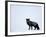 Silverfox (Red Fox) (Vulpes Vulpes), Churchill, Hudson Bay, Manitoba, Canada-Thorsten Milse-Framed Photographic Print