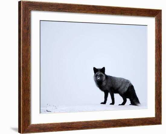 Silverfox (Red Fox) (Vulpes Vulpes), Churchill, Hudson Bay, Manitoba, Canada-Thorsten Milse-Framed Photographic Print