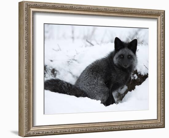 Silverfox (Red Fox) (Vulpes Vulpes), Churchill, Hudson Bay, Manitoba, Canada-Thorsten Milse-Framed Photographic Print