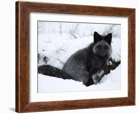 Silverfox (Red Fox) (Vulpes Vulpes), Churchill, Hudson Bay, Manitoba, Canada-Thorsten Milse-Framed Photographic Print