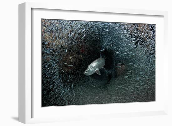 Silversides Evading their Prey, the Grotto, Grand Cayman-Stocktrek Images-Framed Photographic Print