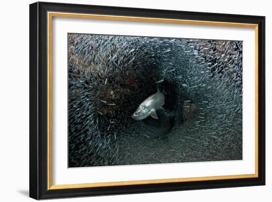 Silversides Evading their Prey, the Grotto, Grand Cayman-Stocktrek Images-Framed Photographic Print