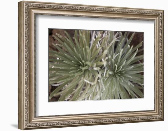 Silversword-Aaron Matheson-Framed Photographic Print