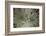 Silversword-Aaron Matheson-Framed Photographic Print