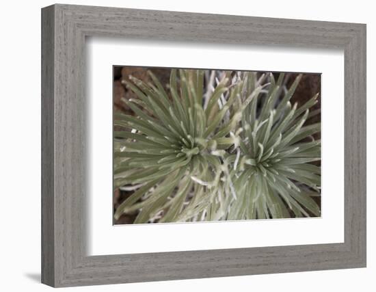 Silversword-Aaron Matheson-Framed Photographic Print