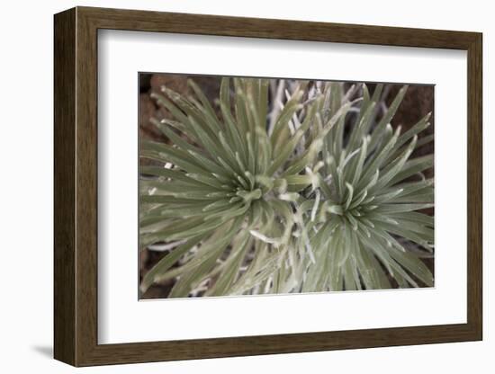 Silversword-Aaron Matheson-Framed Photographic Print