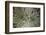 Silversword-Aaron Matheson-Framed Photographic Print