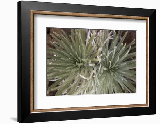 Silversword-Aaron Matheson-Framed Photographic Print