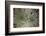 Silversword-Aaron Matheson-Framed Photographic Print