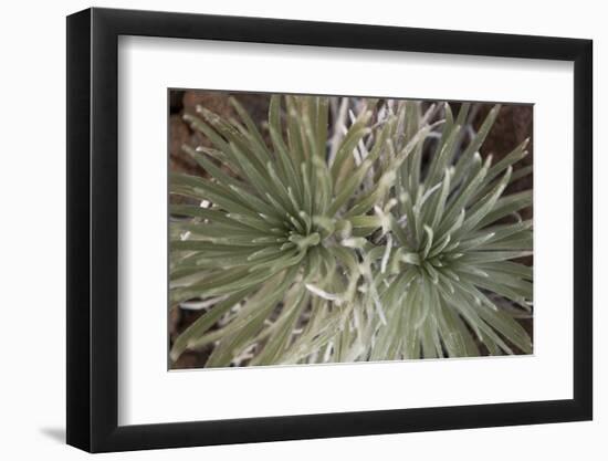 Silversword-Aaron Matheson-Framed Photographic Print