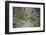 Silversword-Aaron Matheson-Framed Photographic Print