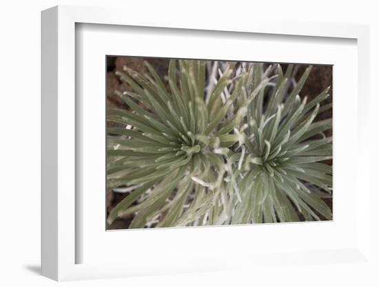 Silversword-Aaron Matheson-Framed Photographic Print