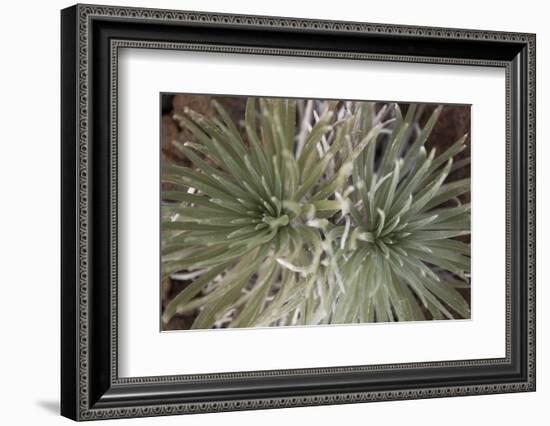 Silversword-Aaron Matheson-Framed Photographic Print