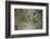 Silversword-Aaron Matheson-Framed Photographic Print