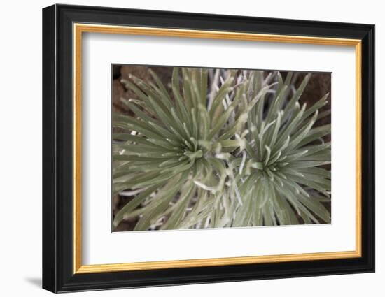 Silversword-Aaron Matheson-Framed Photographic Print