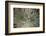 Silversword-Aaron Matheson-Framed Photographic Print