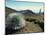 Silverswords Growing in the Vast Crater of Haleakala, Maui, Hawaii, Hawaiian Islands, USA-Robert Francis-Mounted Photographic Print