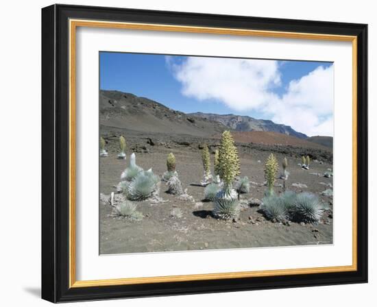 Silverswords, Growing in Vast Crater of Haleakala, Maui-Robert Francis-Framed Photographic Print