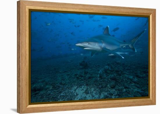 Silvertip Shark at the Bistro Dive Site in Fiji-Stocktrek Images-Framed Premier Image Canvas