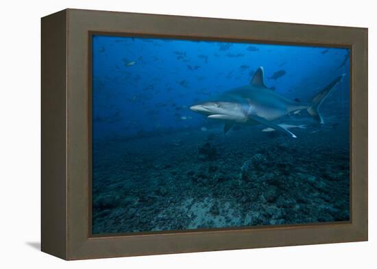 Silvertip Shark at the Bistro Dive Site in Fiji-Stocktrek Images-Framed Premier Image Canvas