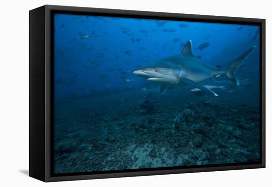 Silvertip Shark at the Bistro Dive Site in Fiji-Stocktrek Images-Framed Premier Image Canvas